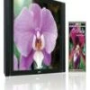 Ambient Orchids DVD -  