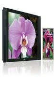 Ambient Orchids DVD -  