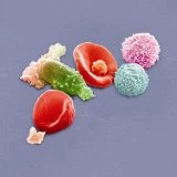 Peter Gabriel New Blood Live In London Deluxe Edition DVD - Peter Gabriel 