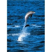 Azores: the World Underwater - Part 2 DVD -  