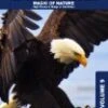 Animal Encyclopedia: Volume 9 - High Places And Wings Of The Wind DVD -  